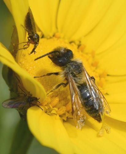 Andrena sp.